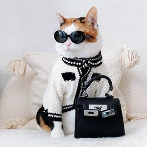 Meet your Posher, Josie the Cat